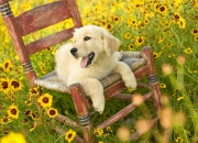 LOL赛事-凤凰涅槃，一人焚城，米切尔关键先生之名以活塞为祭