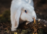 英雄联盟总决赛赛程-上海队全面开花横扫猛龙，乔治战神模式助队展现实力碾压