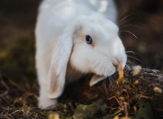 英雄联盟总决赛赛程-上海队全面开花横扫猛龙，乔治战神模式助队展现实力碾压