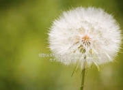 英雄联盟总决赛直播-哈弗茨全程高能输出，皇马碾压比利时—足坛双雄的胜利之歌