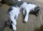 LOL决赛-关键先生的新定义，武切维奇用助攻为掘金打开胜利之门