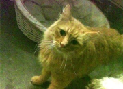 LOL决赛-精密手术与重锤破城，论现代进攻的两极艺术