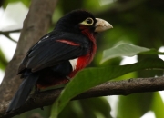 英雄联盟总决赛门票-当阿森纳的月光，照在德甲争冠的草坪上