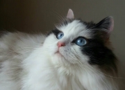 LOL决赛-神秘号码23号！平行宇宙安菲尔德惊现内马尔，红军7球狂胜改写双红会历史