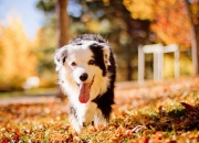 LOL赛事-夜战街道，加冕封神，范弗利特的绝命狂飙