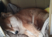 LOL赛事-唯一对决，利物浦迎战冰岛，布雷默纪录之夜