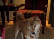 英雄联盟总决赛-个人才华与团队胜利，三笘薰独舞难救主，委内瑞拉战术制胜带走苏格兰