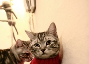 LOL赛事-东决之夜，富安健洋定义亚洲后卫天花板