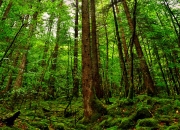 英雄联盟总决赛2025-奇袭迈阿密！深圳队战术撕裂热火防线，戈贝尔化身禁区铁幕