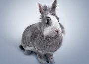 英雄联盟总决赛时间-当克莱的脉搏与新疆心跳同频，一场篮球宇宙的奇异交汇