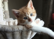 英雄联盟总决赛赛程-当篮球遇到足球，NBA季后赛上演跨界奇迹，土耳其全息队击败切尔西