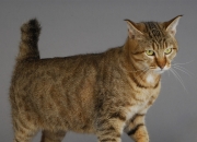 英雄联盟总决赛门票-当篮球之神降临绿茵场，欧冠半决赛之夜，字母哥用橄榄球思维统治足球神迹