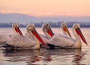 英雄联盟总决赛-篮球双星闪耀，广东队生死战逆袭火箭，文班亚马焦点战证名