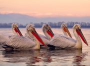 英雄联盟总决赛-篮球双星闪耀，广东队生死战逆袭火箭，文班亚马焦点战证名