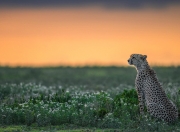 LOL决赛-隐形的主角，当迪巴拉在瑞典对阵马里的比赛中拉满存在感