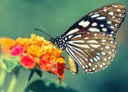 英雄联盟总决赛直播-天山下的篮球碰撞，锡安如何一手掌控新疆队与独行侠的较量？