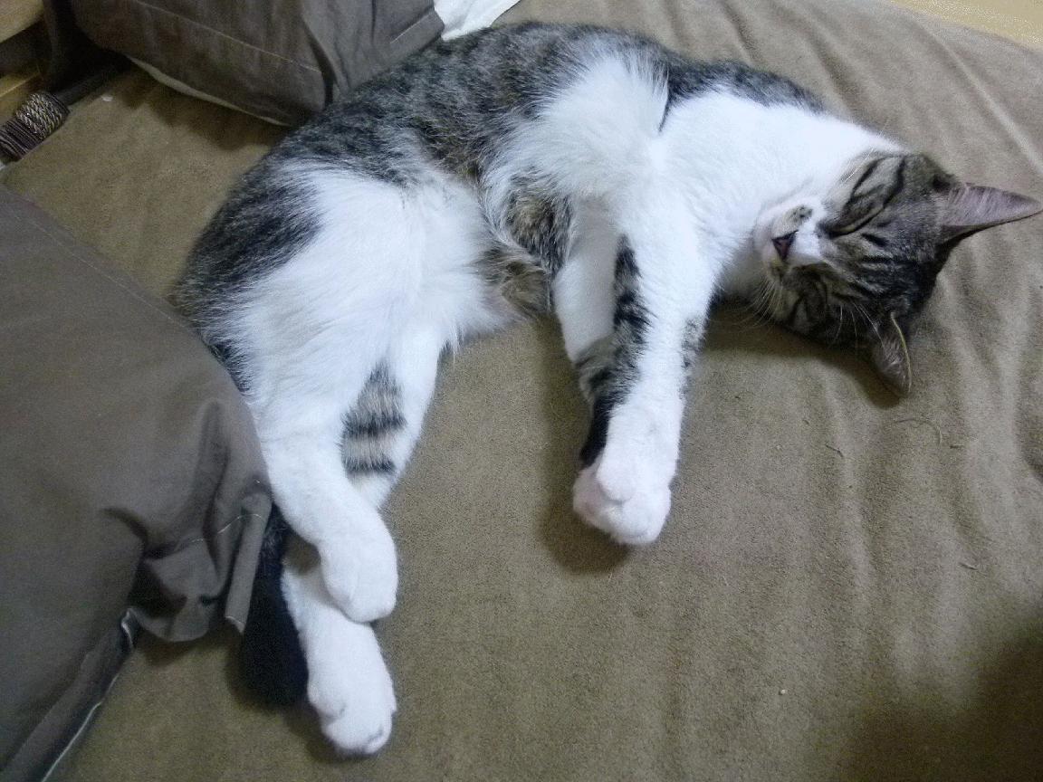 关键先生的新定义，武切维奇用助攻为掘金打开胜利之门