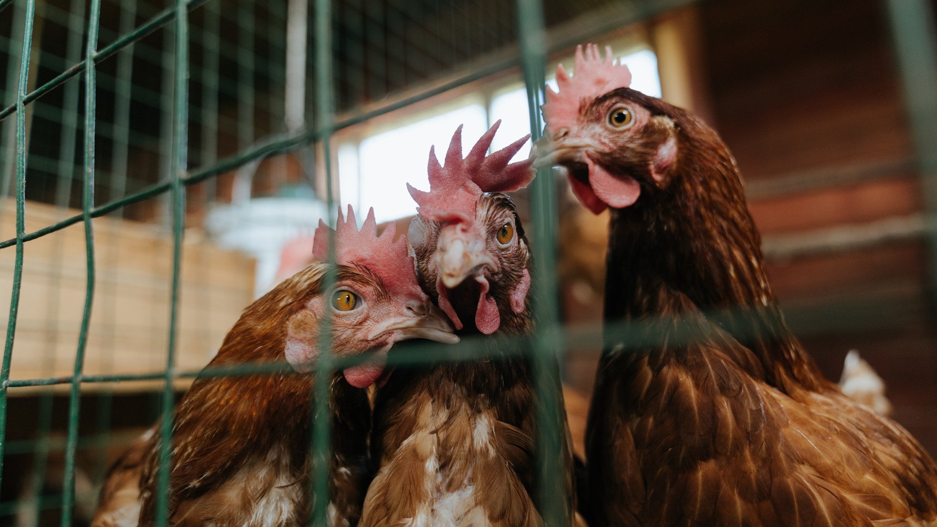 冷门战记与孤星闪耀,当克瓦拉茨赫利亚在无人关注的战场拉满评分