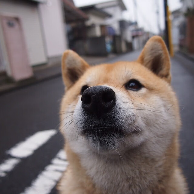 火箭最后0.7秒，杜兰特冲湖人替补席大喊，快防他底角！