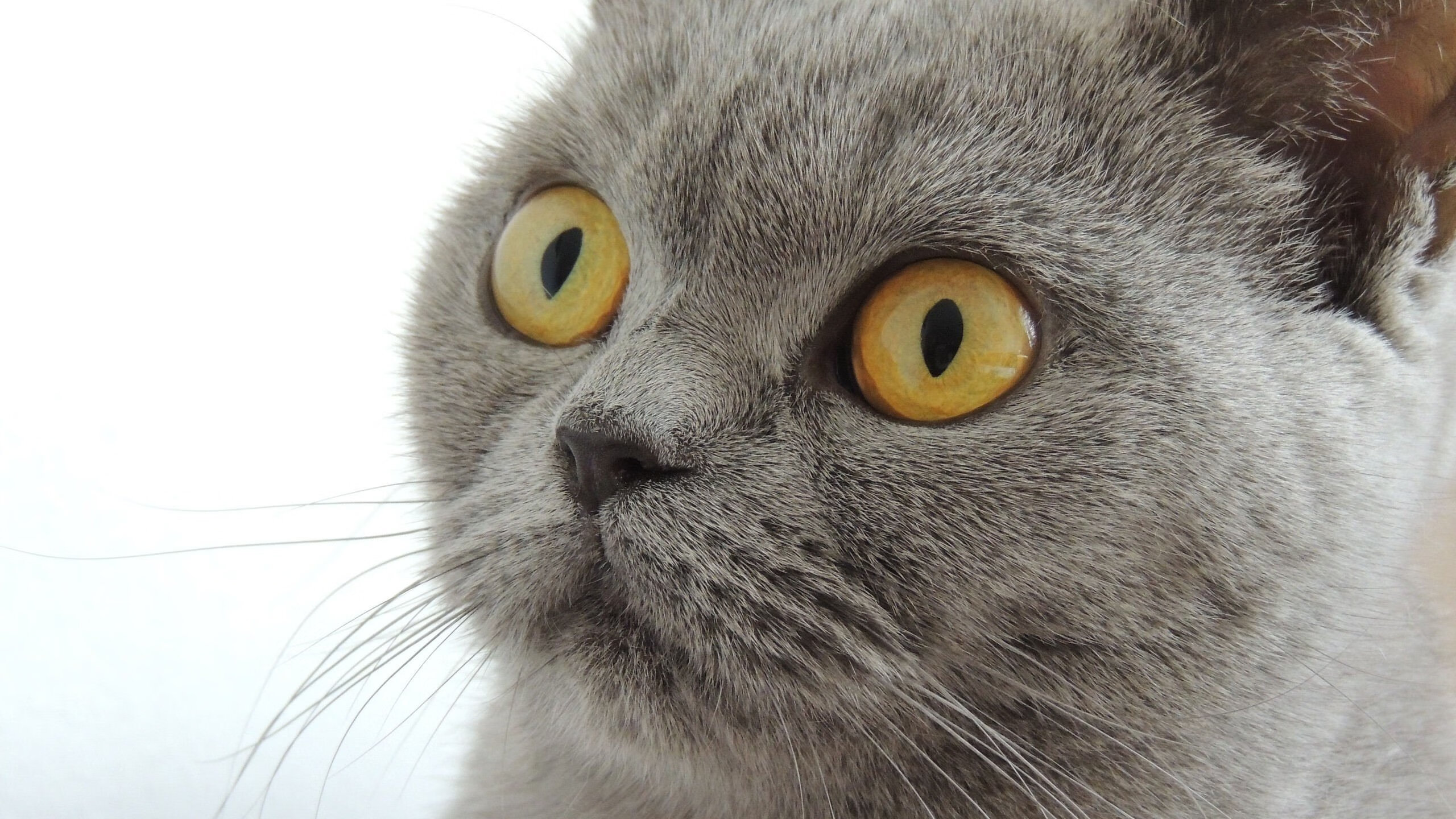 终场哨与终场蜂鸣器,当德甲争冠悬念遭遇雄鹿的强行终结