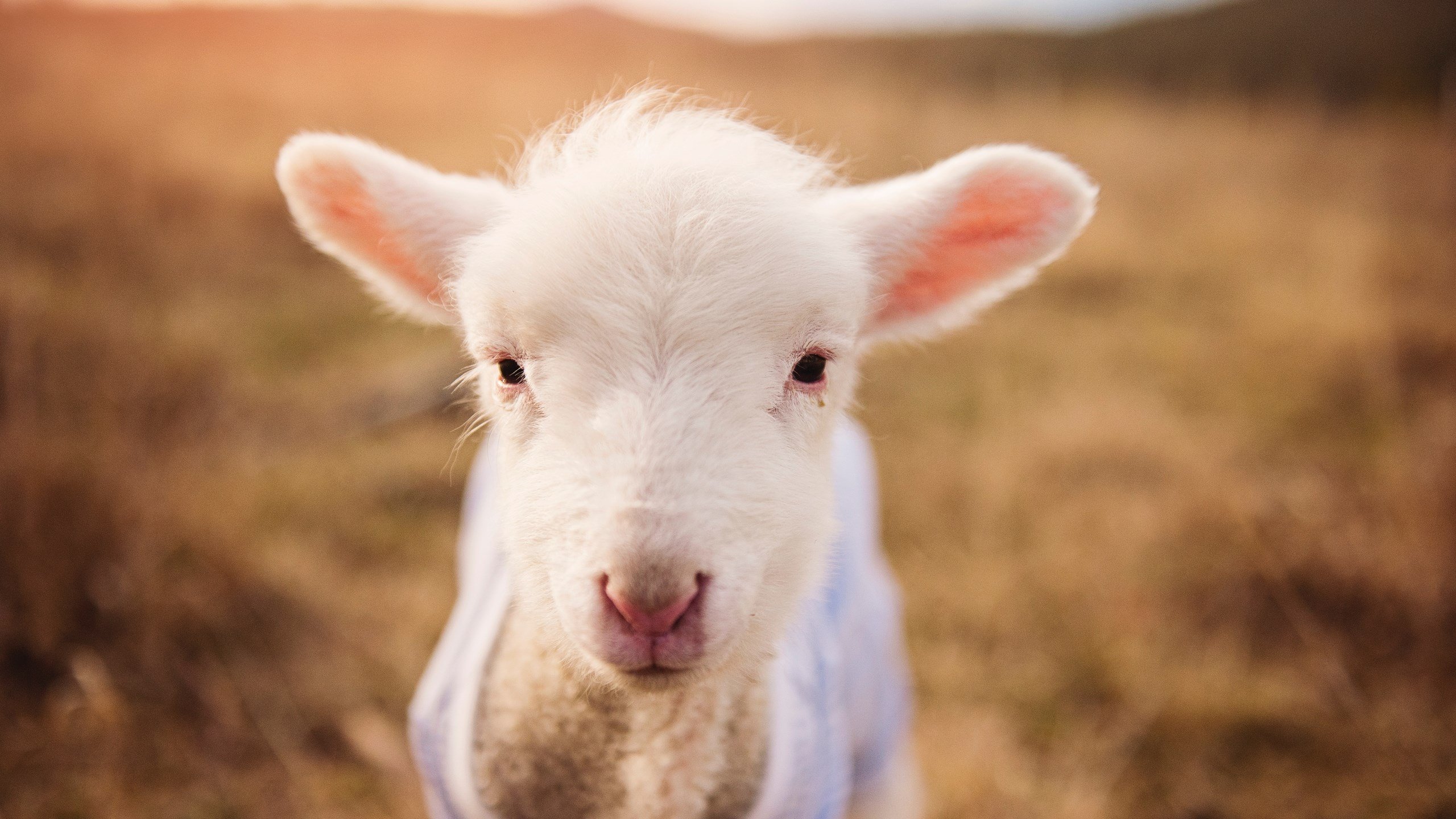血管里的狂想，当阿劳霍的爆发遇见尼日利亚的足球魂