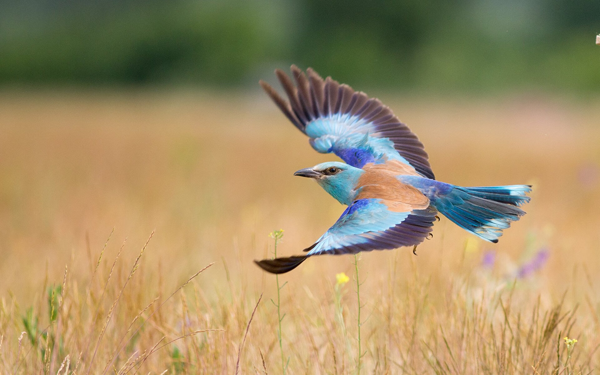 从科纳克里到慕尼黑,当非洲雄狮的咆哮与亚洲巨塔的沉默共震