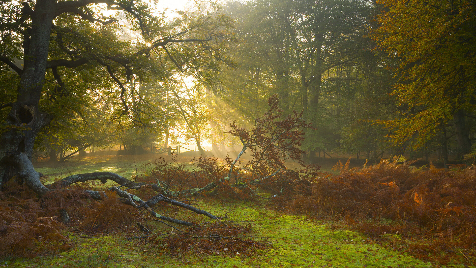 唯一铸就永恒,欧冠半决赛之夜,哈弗茨如何成为那个关键先生