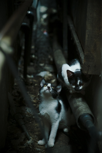 撕裂星光,新鹰王杰伦·格林如何让湖人的巨星群黯然失色