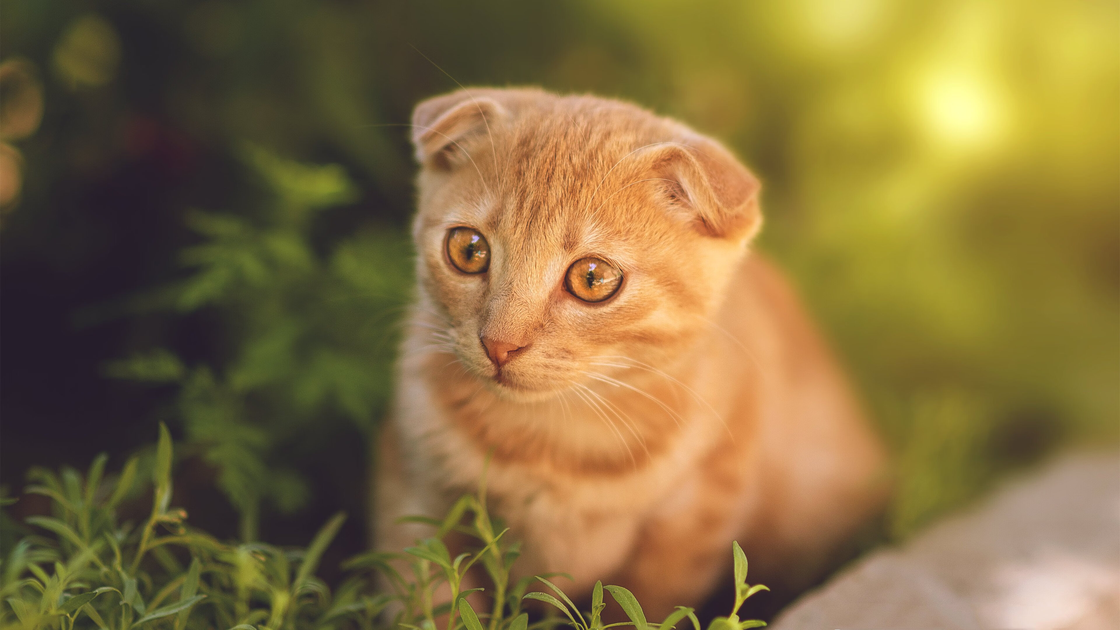 疯狂跨界！深圳队制霸热火之夜，西亚卡姆在F1街道赛接管比赛
