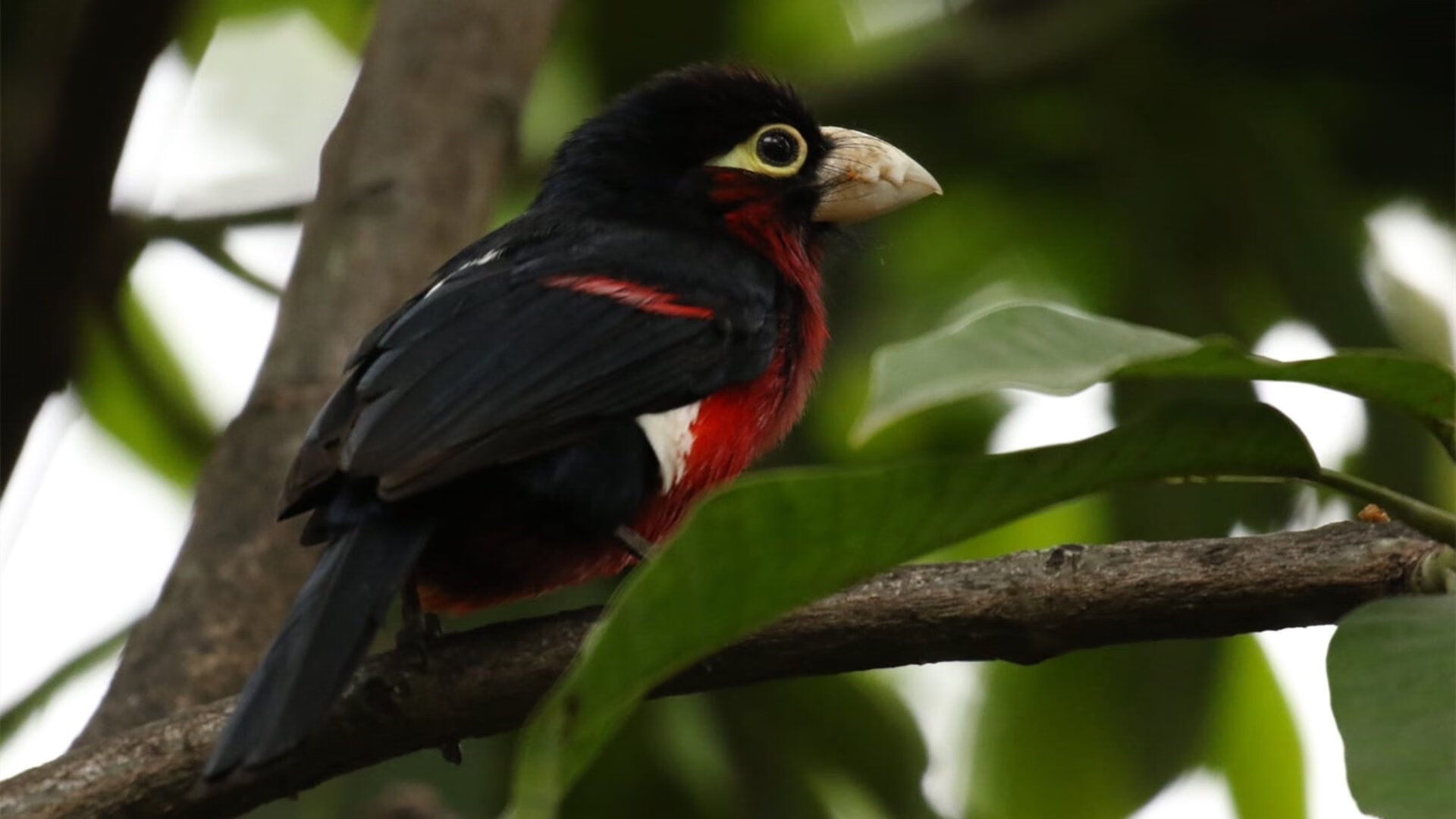 当阿森纳的月光,照在德甲争冠的草坪上