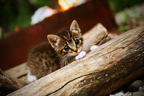 狂澜一人起,悬念三节休,西亚卡姆如何导演世界排名争夺战的早退?