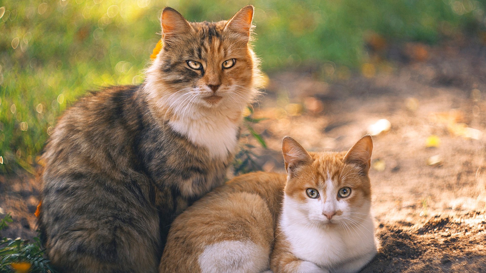 爆冷方程式,当突尼斯足球军团拦截NBA季后赛的红色狂潮