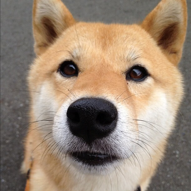 数据错位之夜，当塔图姆介入篮网与独行侠的胜负天平