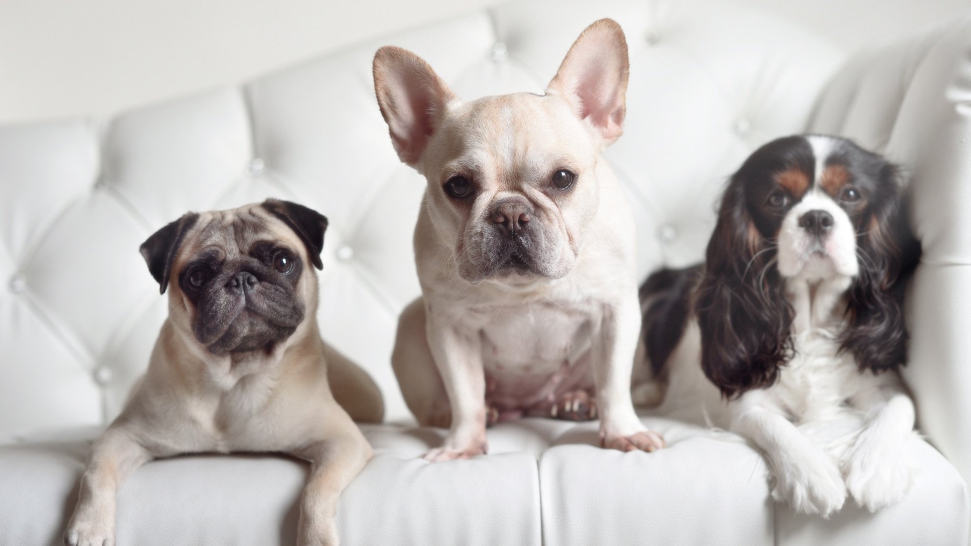 西甲国家德比之夜，阿劳霍，用最冷血防守赢得最热烈掌声