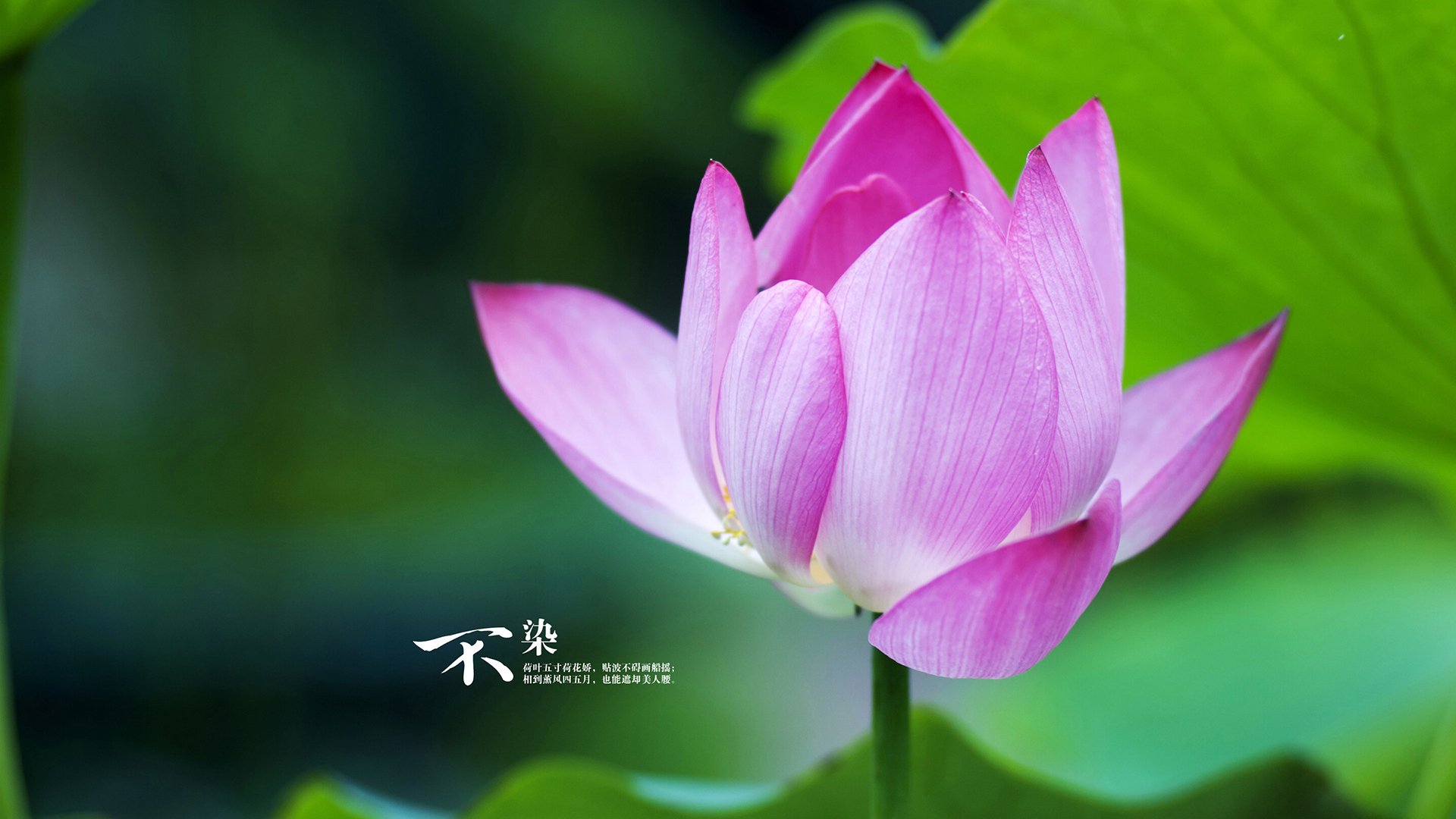 从维迪奇到德里赫特，一位铁卫如何在一场半决赛中重写防守艺术史