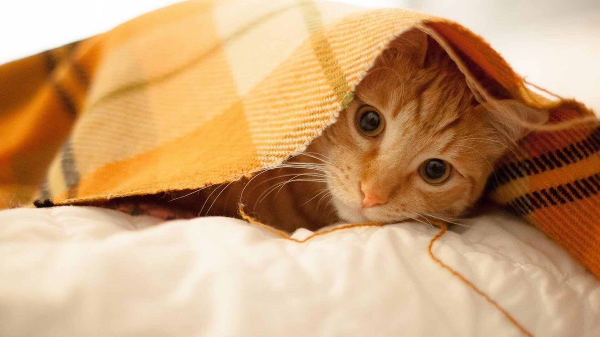 德比之夜新王当立，为何阿尔瓦雷斯全场最佳毫无争议