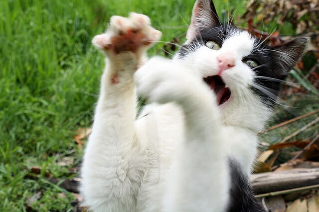 魔法失效之夜,东契奇用巫术级演出让爵士轻取魔术