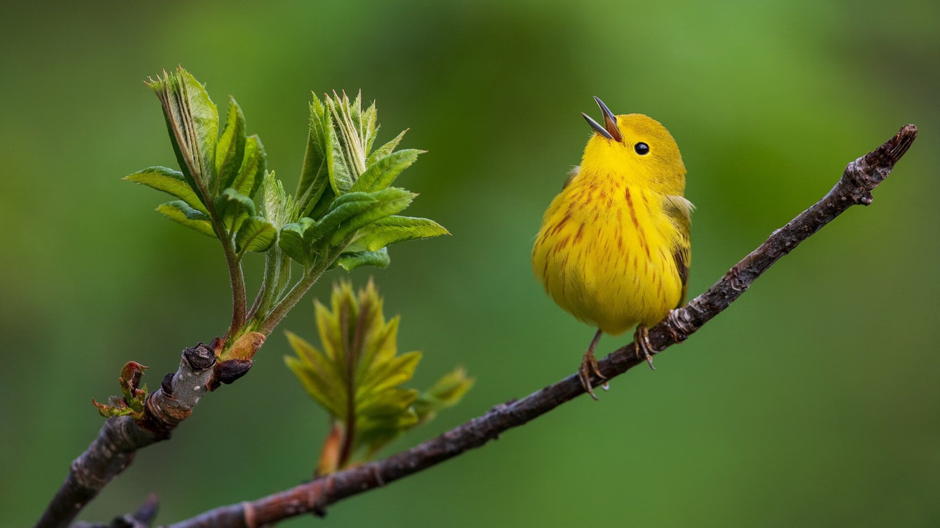 三笘薰终场爆发改写剧本！日本新翼对决瑞典巅峰，尼斯之战决胜未来