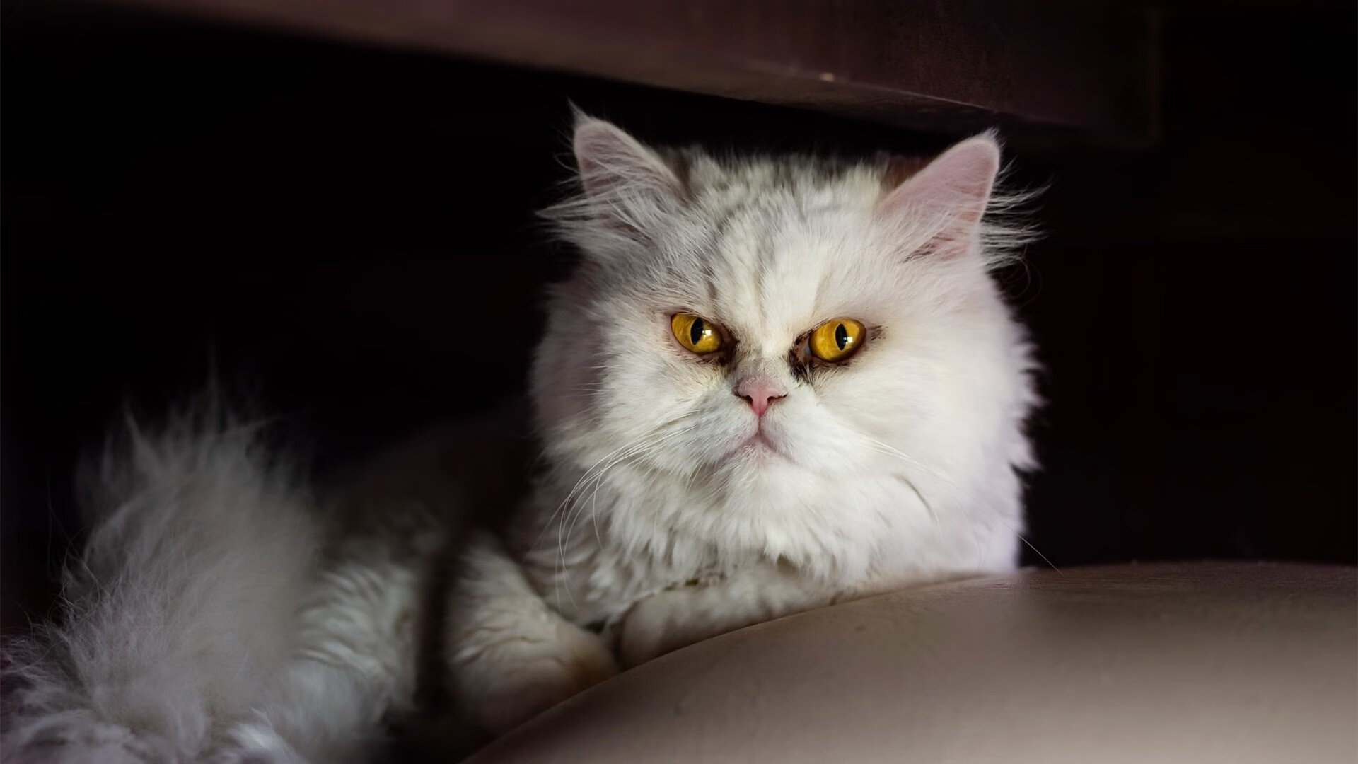 逆转基因，从奥纳纳到伊拉克，竞技体育的终极悬念