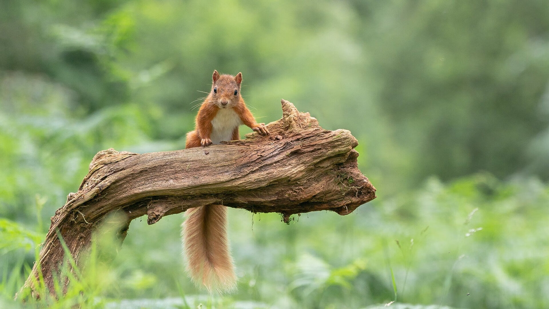 沉默王牌打破京辽壁垒，贝恩的非典型刺杀如何改写CBA旧秩序