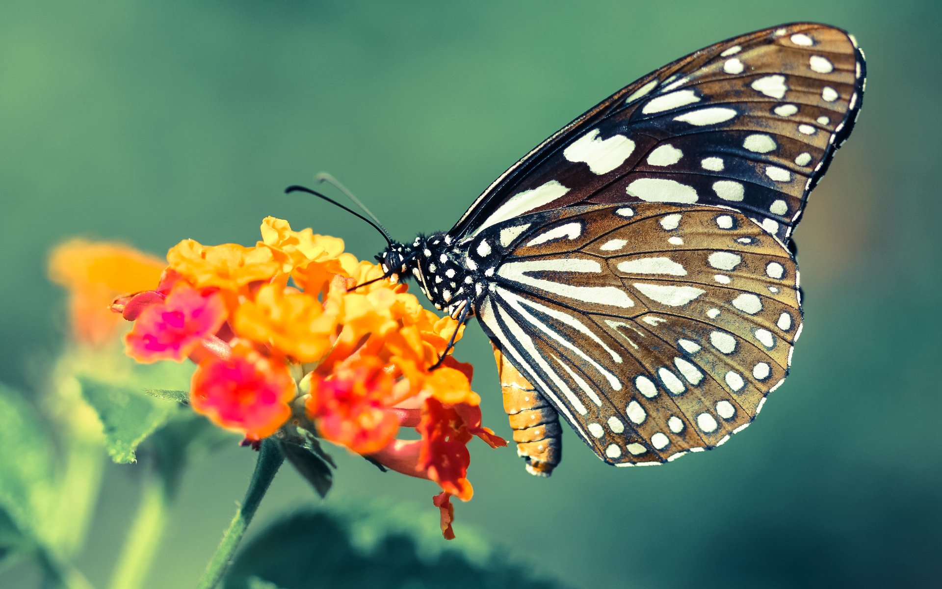 天山下的篮球碰撞，锡安如何一手掌控新疆队与独行侠的较量？